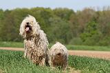 KOMONDOR ET PULI 066